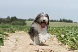 BEARDED COLLIE 052